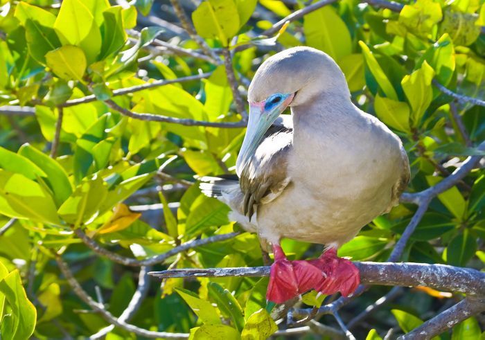Galapagos All Inclusive bird misc