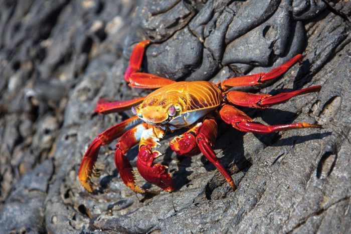 Galapagos All Inclusive crab misc