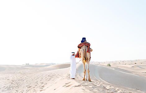 Camel - Muscat Doha